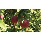 Williams Pride Elma ...