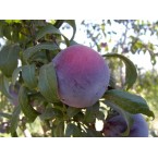 Angeleno Erik Fidanı...