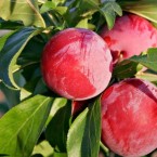 Autumn Giant Erik Fi...