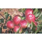 Summer Red Elma Fida...