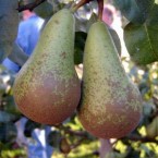 Abate Fetel  Armut F...