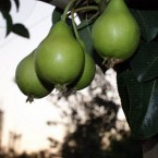 Akça  Armut Fidanı...