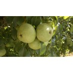 Ankara  Armut Fidanı...