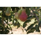 Charmen  Armut Fidan...