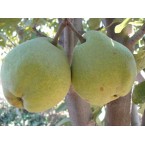 Margaret Marilla  Ar...