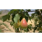 Etruşka  Armut Fidan...