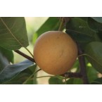 Hosui  Armut Fidanı...