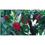 Stark Red Gold Nekta...