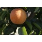 Kosui Armut Fidanı...