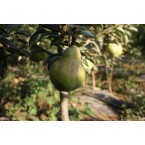 Williams Armut Fidan...