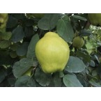 Ege 22  Ayva Fidanı...