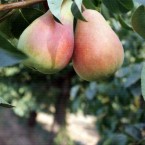 Santa Maria  Armut F...