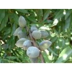 Laurenne  Badem Fida...