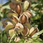 Ferragnes Badem Fida...