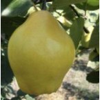 Limon Ayva Fidanı...